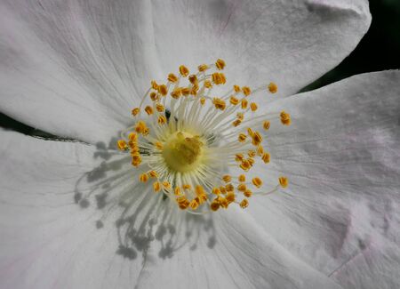 Flower on hedge closeup in Brembo park, Lombardy, Italyの写真素材