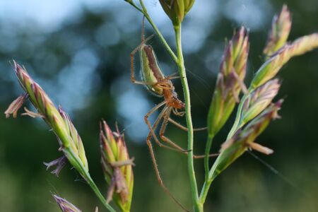 A little spider on flower in Brembo park, Dalmine, Lombardy, Italyの写真素材