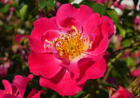 Isolated rose in Rose in garden, near Monza park, Lombardy Italy.のeditorial素材