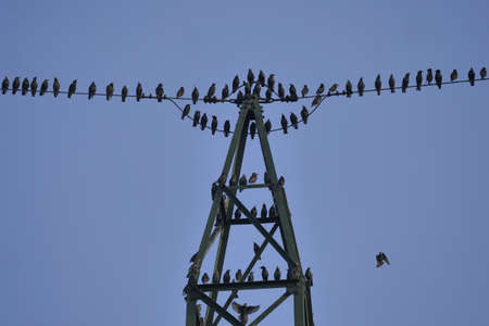 A huge flock of birds posing over a trellis