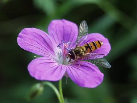 A tiny bee on a flower photographed on a meadow in Poland.の写真素材