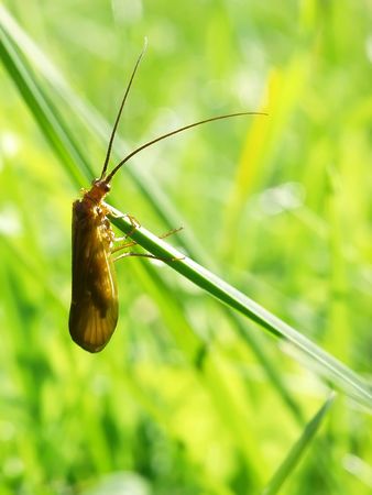 An insect climbing to the top