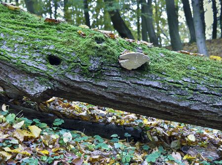 a fallen tree with moss and a fungusの写真素材