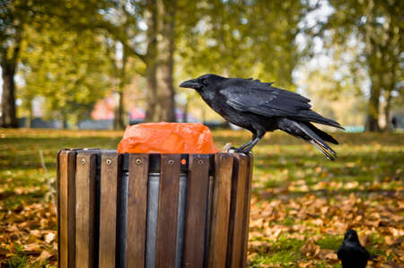 Black crows in the middle of hyde park.の写真素材