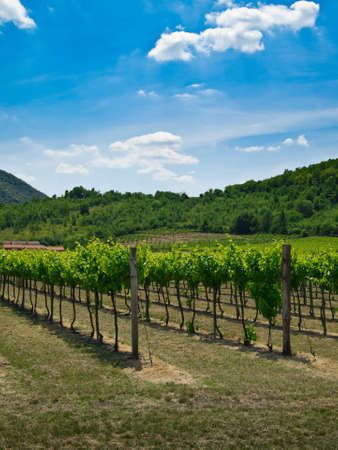 grape, grapevine plants in a beautiful vineyardの写真素材