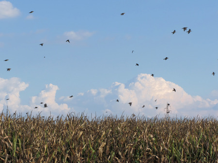 Cornfield ready for harvest and swallows flying on a blue sky in Tuscany, Italyの写真素材