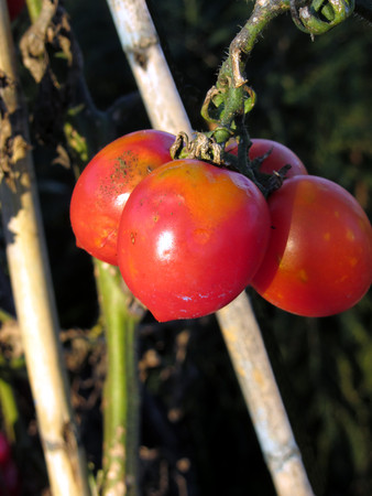 Ripe tomatoes on a branch ready for picking in a garden in Tuscany, Italyの写真素材