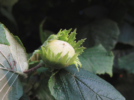 Green hazelnut on the tree in a garden in Tuscany, Italyの写真素材
