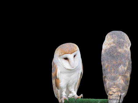 Two barn owls isolated on dark background. Front view of the first one and view from behind for the second oneの写真素材