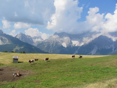 Alpine pasture with cows in foreground and view of Sesto Dolomites, South Tyrol, Italy in backgroundの写真素材