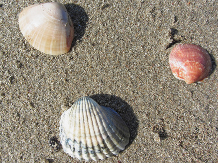 Sea shells on sand. Summer beach background. Top view