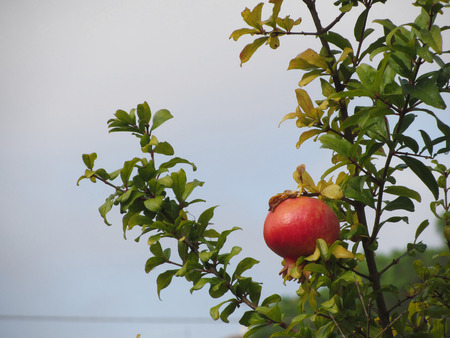 Single red pomegranate fruit on the tree in leaves against the blue skyの写真素材