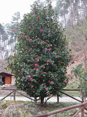 Ancient japanese cultivar of Camellia japonica flower . Evergreen shrubの写真素材