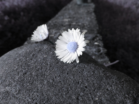 Two white daisies lying on the stone at sunset . Tuscany, Italy . Artistic representationの写真素材
