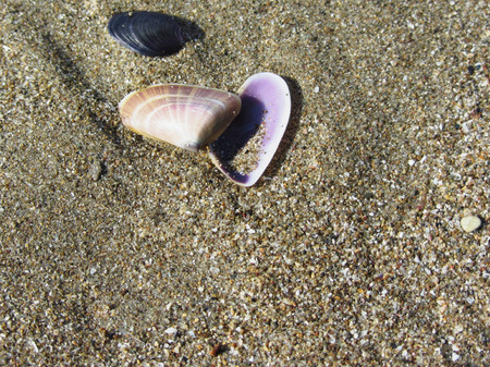Sea shells on sand. Summer beach background. Top viewの写真素材