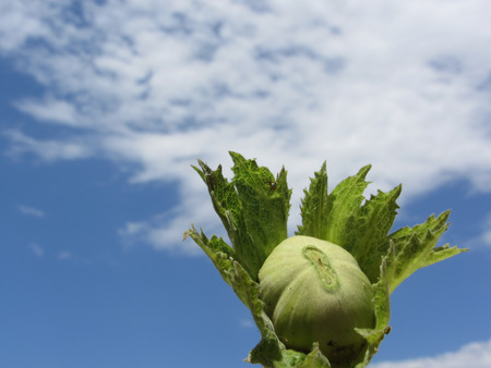 Single fresh green hazelnut against the blue skyの写真素材