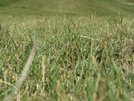 Inside, the lush green grass sprouts everywhere in summer