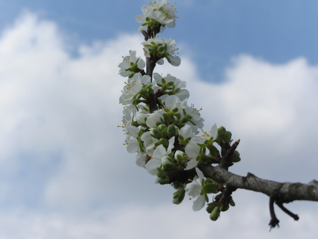 Blossoming plum against the cloudy sky . Tuscany, Italyの写真素材