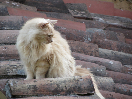 Persian Longhair cat sitting on the roof is looking downの写真素材