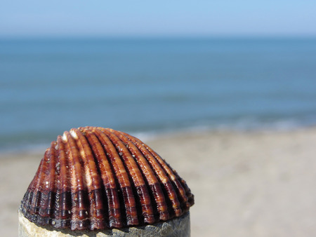 Single brown seashell on summer beach backgroundの写真素材