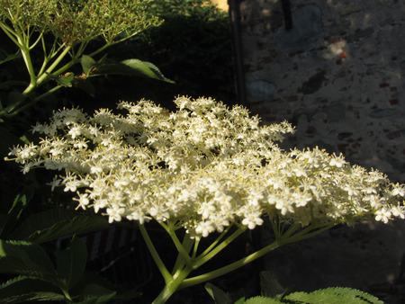 Elder or Elderberry or Black elder or European elder flowering plant . Sambucus Nigra ( Adoxaceae family) flowersの写真素材