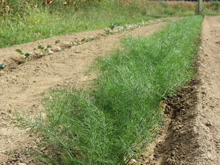 Fresh fennel plants ( Foeniculum vulgare ) in a row growing in the field . Tuscany, Italyの写真素材