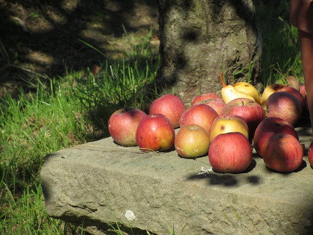 Organic red apples and yellow pears laying down on a stone . The fruits are illuminated by morning summer lightの写真素材