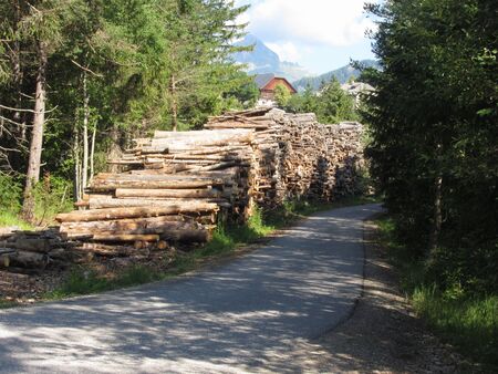 Firewood pile stacked in the forest at summer . South tyrol, Italy