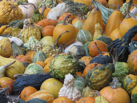 Diverse assortment of pumpkins at market place. Autumn harvestの写真素材