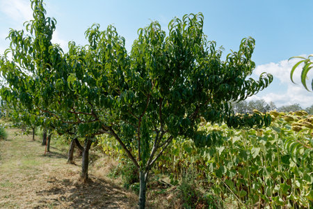 Peach tree in summer . Tuscany, Italy