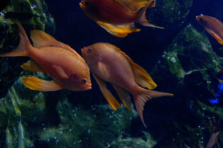 Underwater world with the sea goldie also known as the orange basslet, lyretail coralfish or...