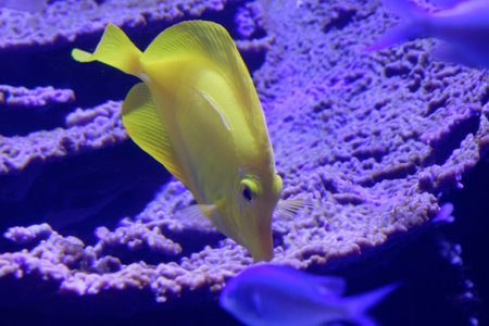 Underwater world with the yellow tang ( Zebrasoma flavescens )