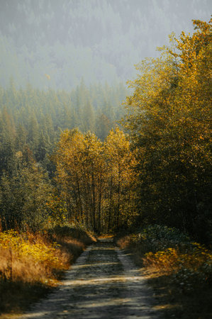 Autumn in the mountains. Road in the forest. Autumn landscape.