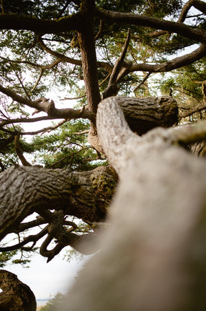 Pine tree in the forest, close-up view of the trunkの写真素材