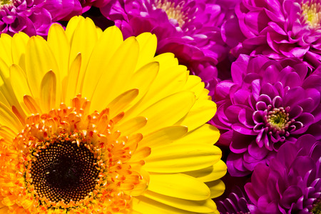 Colorful flowers composition