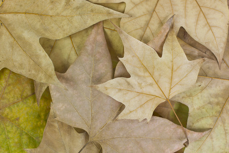 Autumn leavesの写真素材