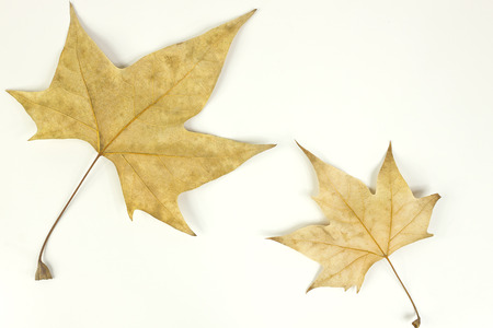 Dry leaves