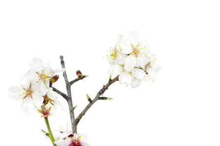 Almond flowers over a white background.の写真素材