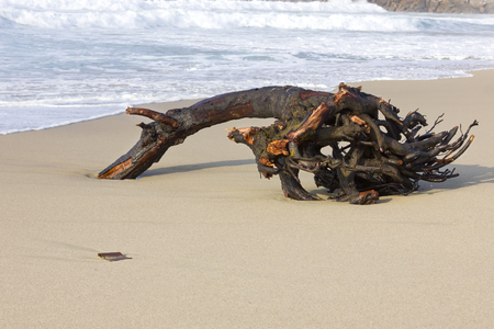 Isolated trunk in a beachの写真素材