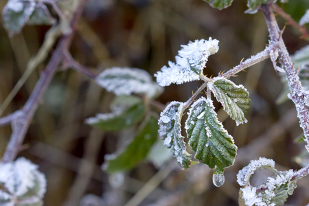 Frozen blackberry leaves with a frozen water drop.の写真素材