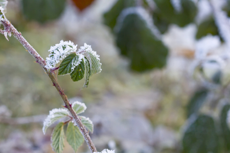 Small green blackberry leaves covered in small ice crystals.の写真素材