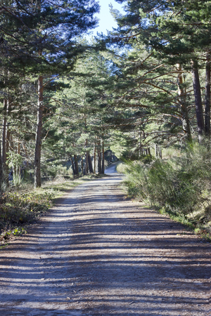 Long walk through the forest.の写真素材
