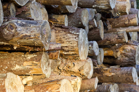 Profile image of a pile of logs with some sunrise light.の写真素材