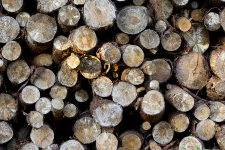 Background image of logs with a beam of light lighting up one log.の写真素材