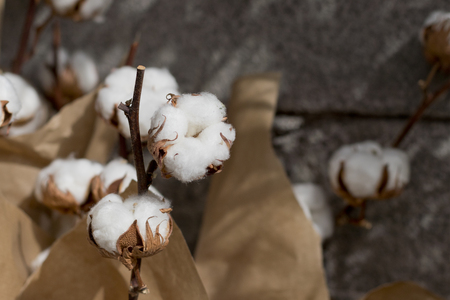 Closeup image of cotton balls.の写真素材