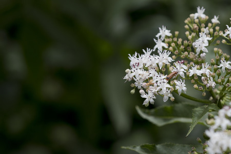 Small cluster of white flowers of viburnum shrub with a red beetle (cerambycidae).