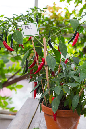 Red Chili Plantの写真素材