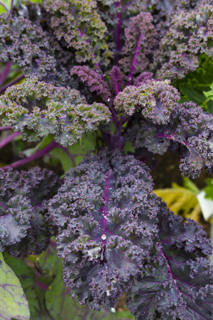 Purple Kale