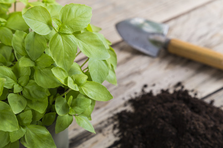 Basil plant with compost and trowelの写真素材