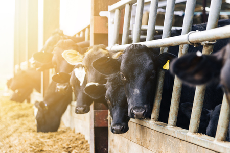 Dairy cattle in a cow shed eating silage at feeding time.の写真素材